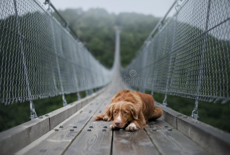The dog at the bridge. Nova Scotia duck tolling Retriever In the beautiful and mystical landscapes. Travelling with a pet