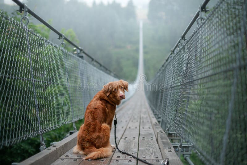 The dog at the bridge. Nova Scotia duck tolling Retriever In the beautiful and mystical landscapes. Travelling with a pet