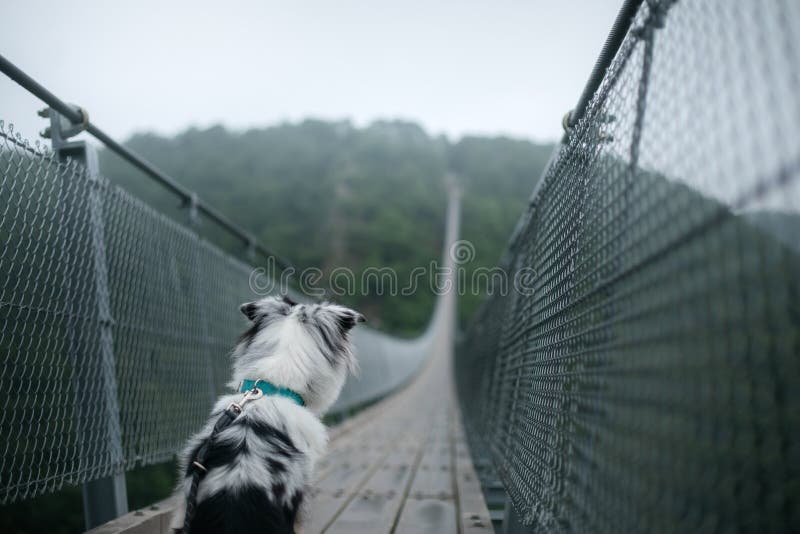 The dog at the bridge. red Marble Australian Shepherd In the beautiful and mystical landscapes. Travelling with animals