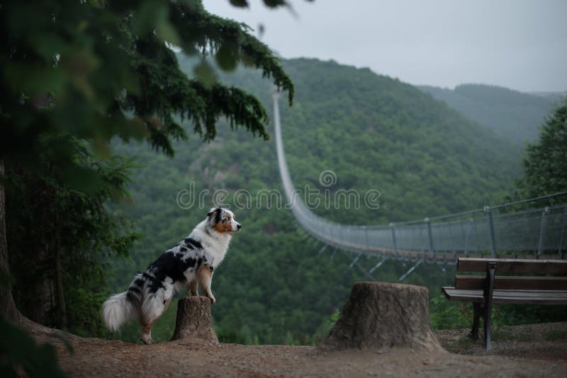 The dog at the bridge. red Marble Australian Shepherd In the beautiful and mystical landscapes. Travelling with animals