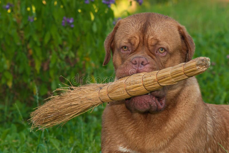Dog with a broom stock photo. Image of black, dogue, country 16860620