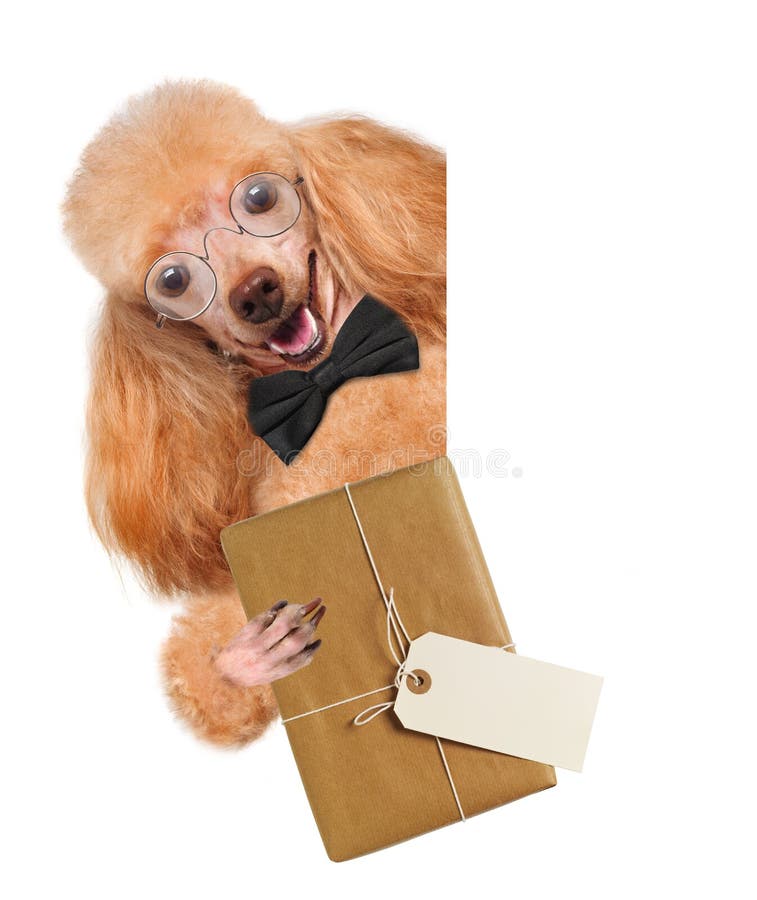 Dog with brown paper parcels delivery royalty free stock photography