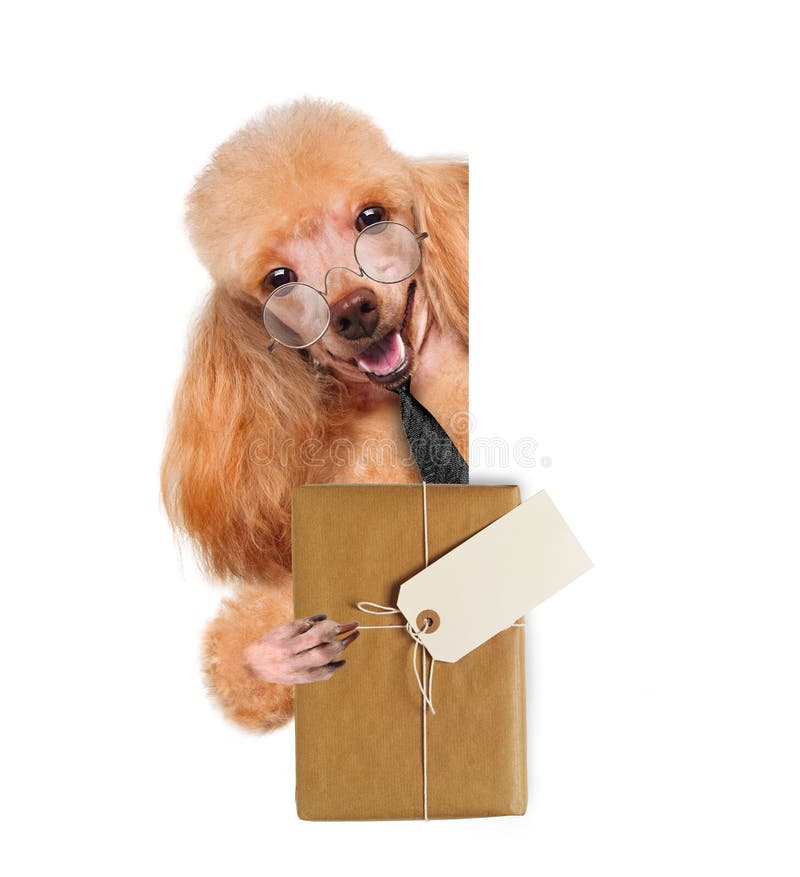 Dog with brown paper parcels delivery stock images