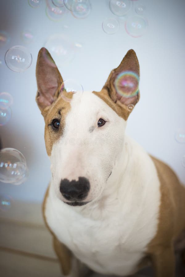 Dog, bubbles stock photo. Image of seamstress, nose, depicts 89319610