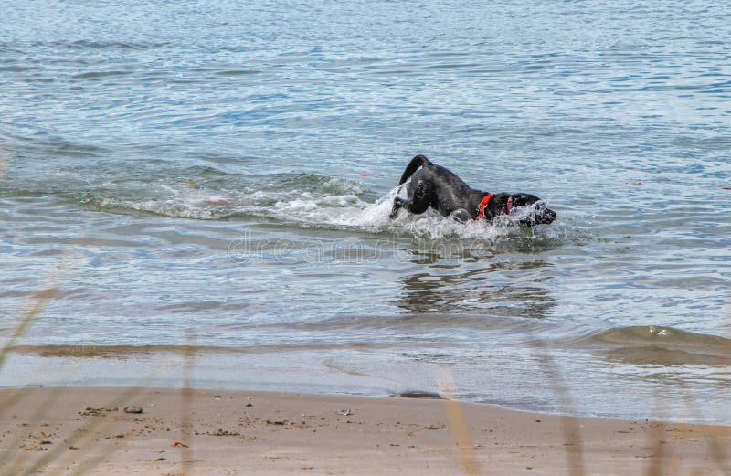 Dog bubbles in the sea stock photo Dog bubbles in the sea stock photo
