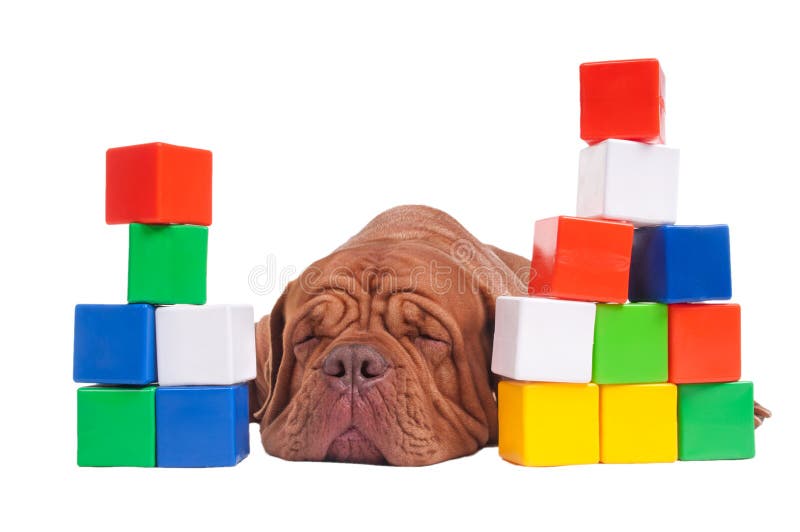 Dog builder stock image. Image of education, background 22043519
