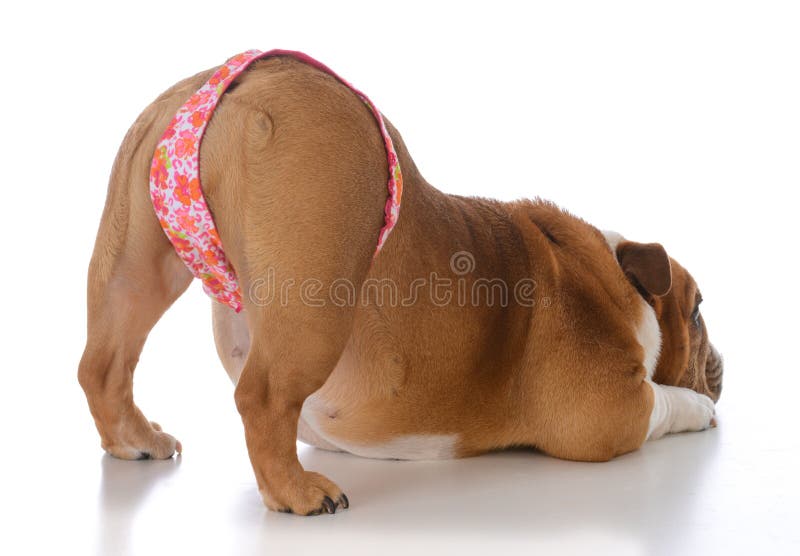 Doggy Thong