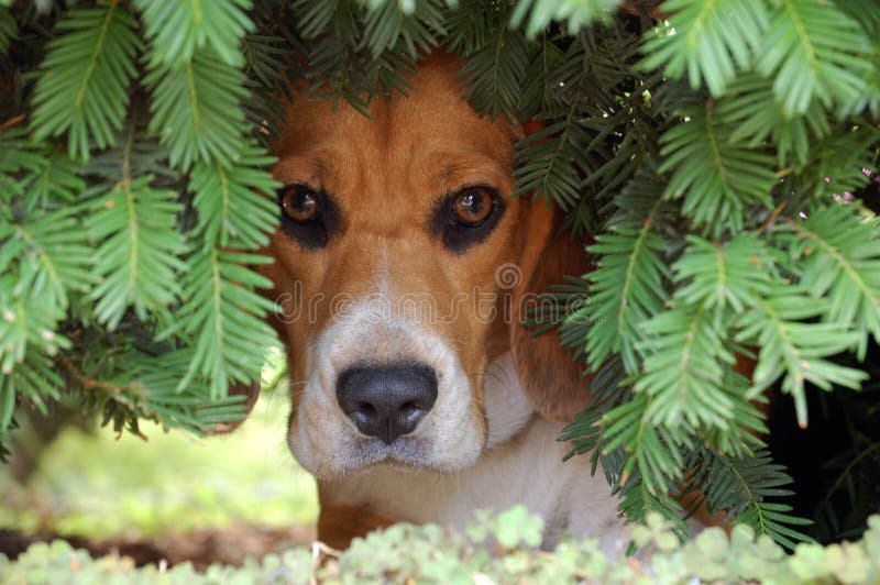 Dog in bushes stock photo. Image of bushes, natural, nature 1211064