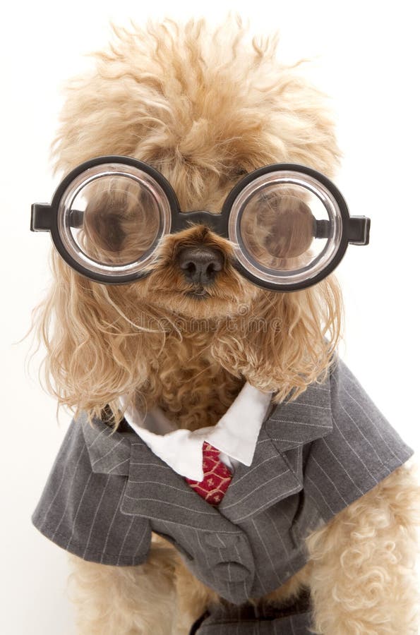 Dog In Business Suit stock image Dog In Business Suit stock image