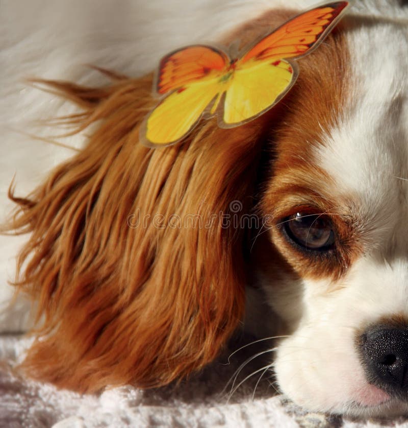 Dog and Butterfly royalty free stock photos Dog and Butterfly royalty free stock photos
