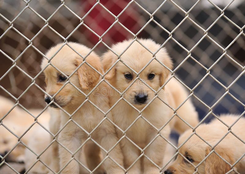 Dog in cage