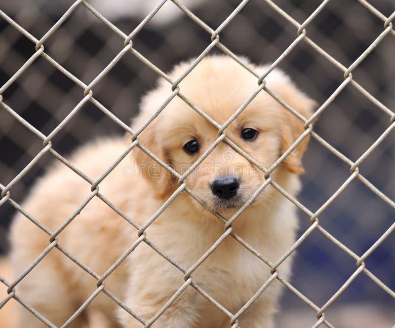 dog in cage