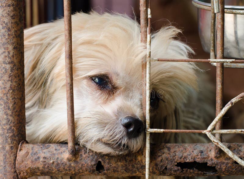 Dog in a cage. stock photo. Image of puppy, bars, home 16627674