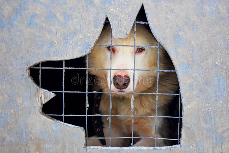 Dog in a cage stock image. Image of affectionate, hospital 37520661