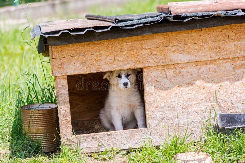 Dog in a cage stock image. Image of sitting, cage, friend 247974867