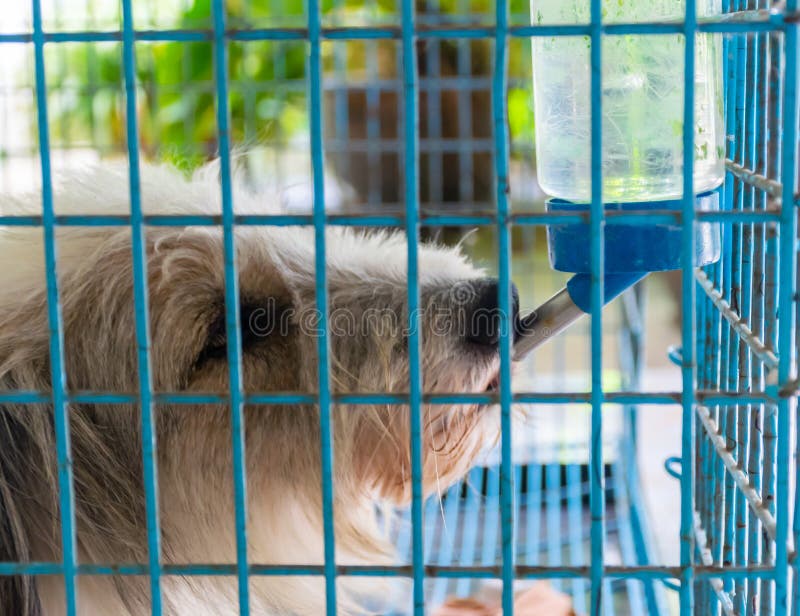 Dog in the Cage in the Cage Stock Photo Image of looking, breed