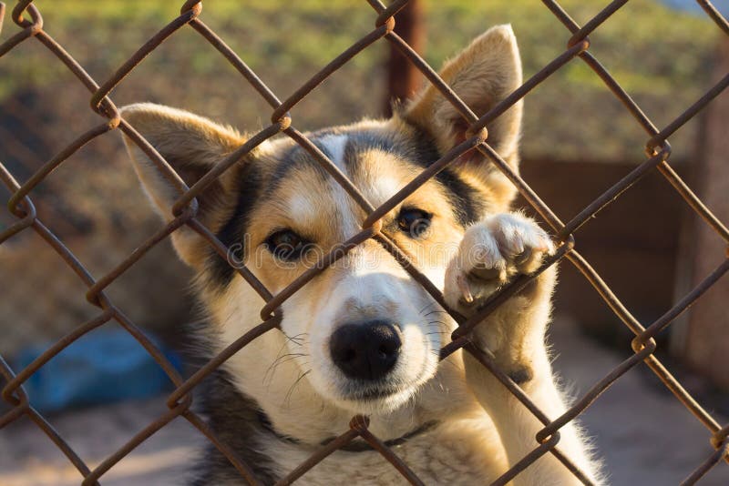 Dog in the cage stock image. Image of lawn, grass, easter 38749195