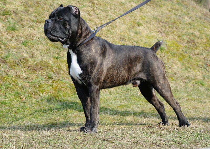 Dog cane corso italian