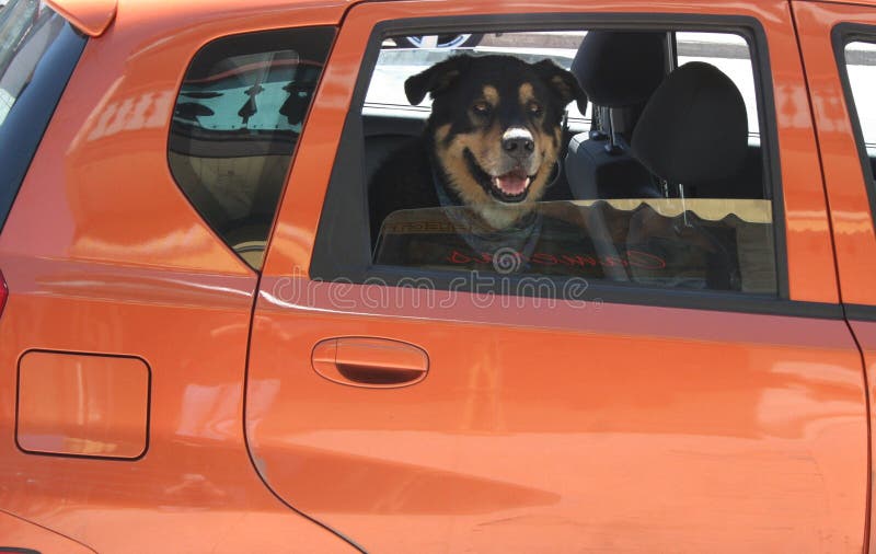 Dog traveling by car stock image. Image of door, patience 8219239