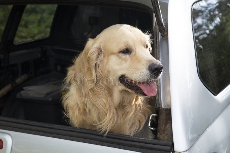 The Dog is in the Car.Golden Retriever in the Car Stock Image Image