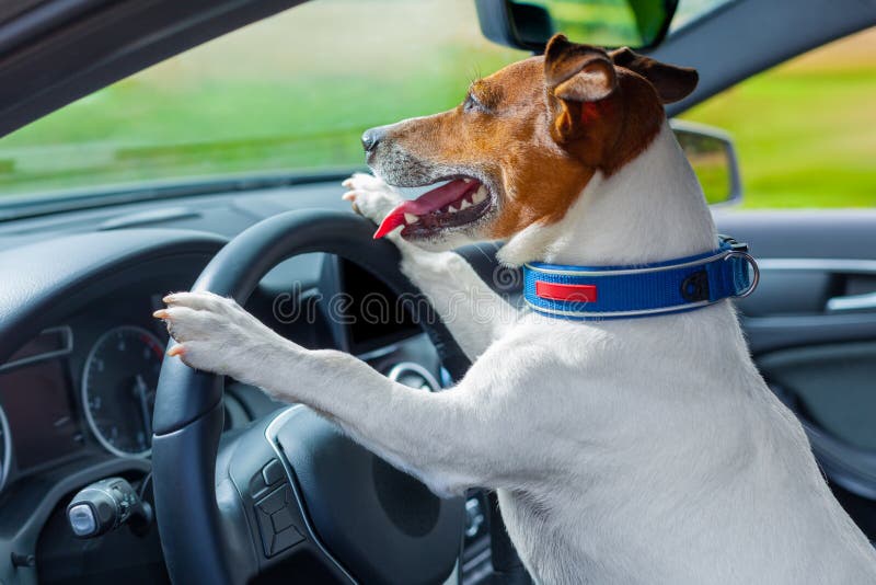 dog-car-steering-wheel-driving-racing-43