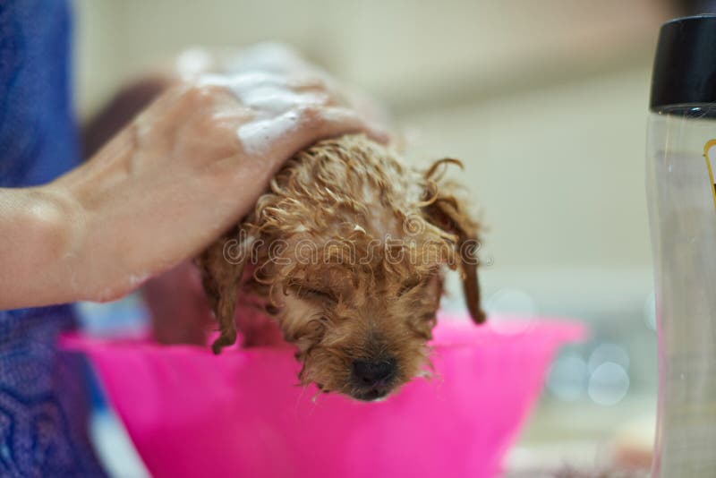 Dog care service stock photo. Image of female, puppy 106866964