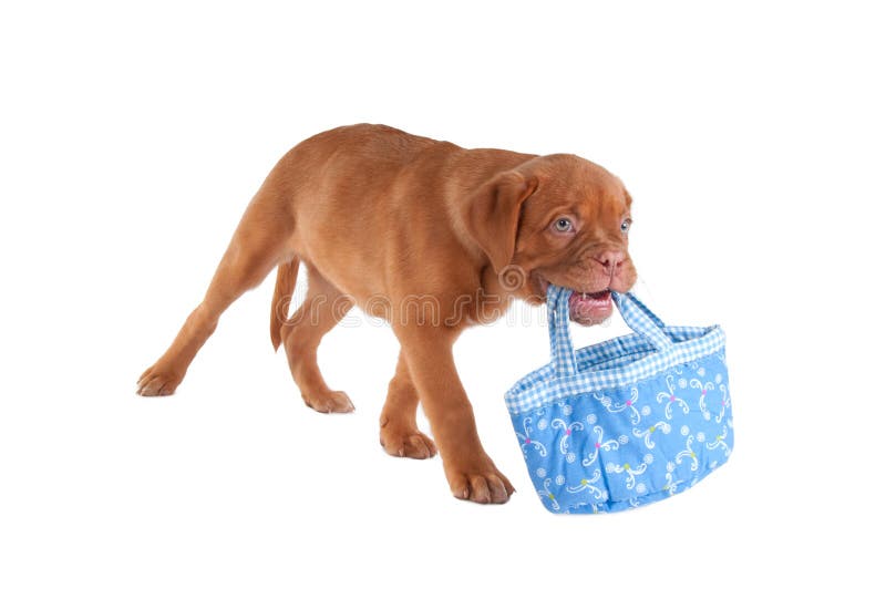 dog carrying pack