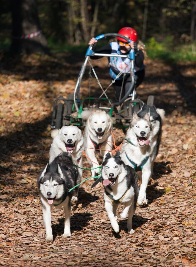 Dogcarting stock image. Image of offsnow, outdoors, sleddogs 17958289