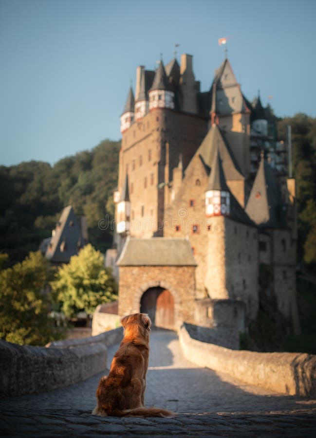 Dog at the castle. Nova Scotia duck tolling Retriever in nature on the background of beautiful scenery. Travelling with a pet