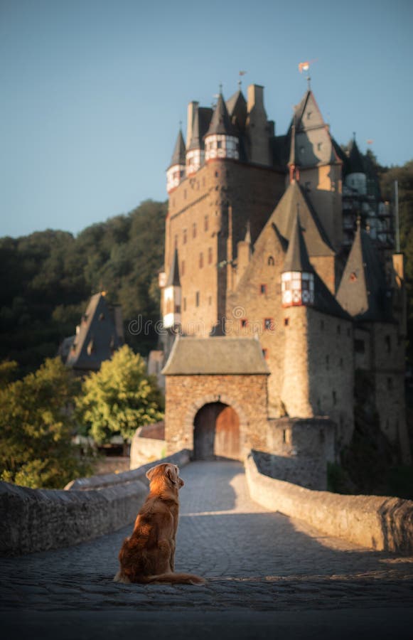 Dog at the castle. Nova Scotia duck tolling Retriever in nature on the background of beautiful scenery. Travelling with a pet