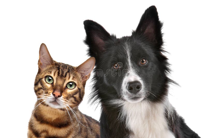 Dog Cat Royalty-Free Images, Stock Photos & Pictures