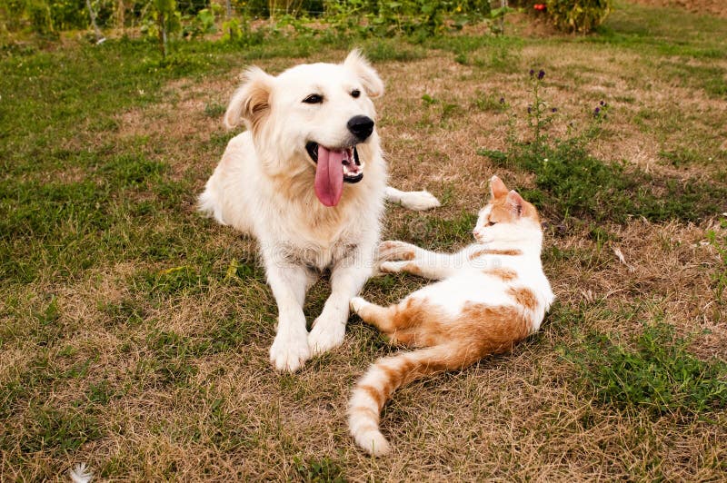 Dog and cat