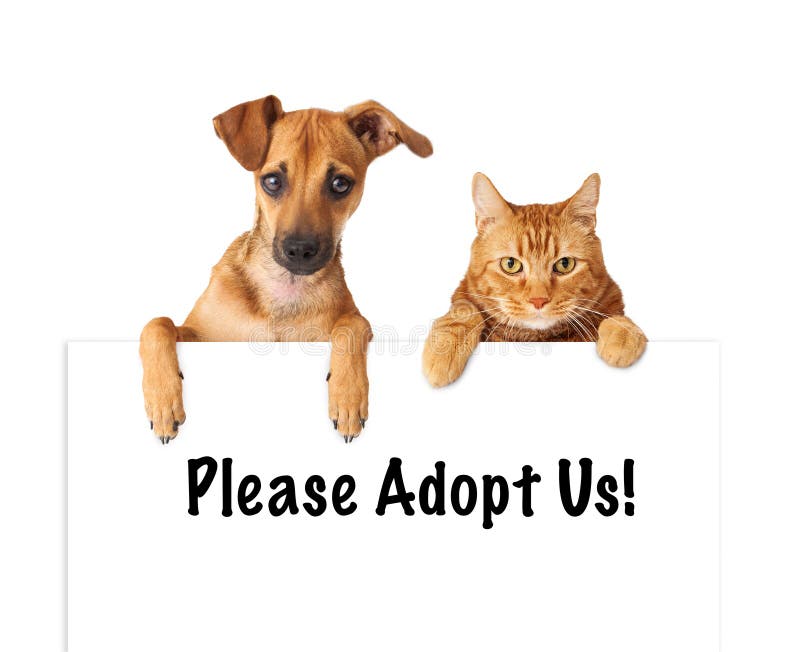 Dog and Cat Adopt Us