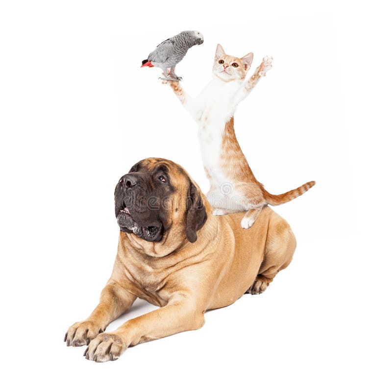 A playful cat standing on a large patient Mastiff dog while holding a bird. A playful cat standing on a large patient Mastiff dog while holding a bird