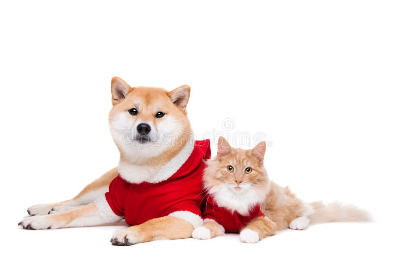 Dog and Cat Ready for Cooking Stock Photo Image of costume, camera