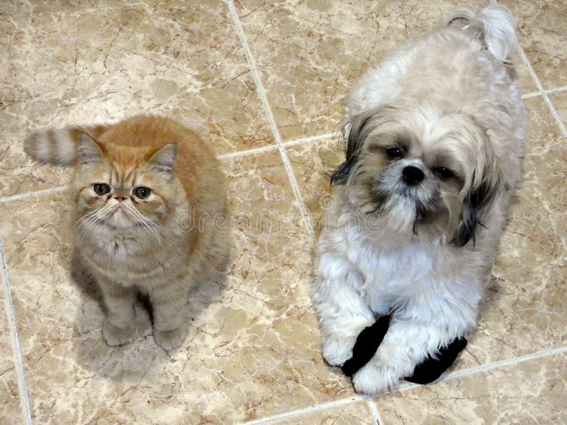 do shih tzus get along with cats