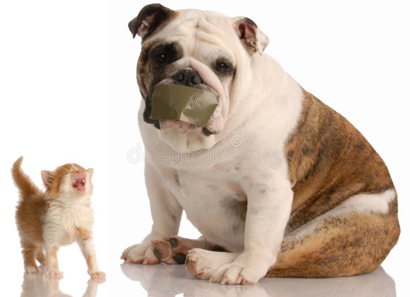 Download Dog and cat fight stock photo. Image of isolated, adorable - 9986990