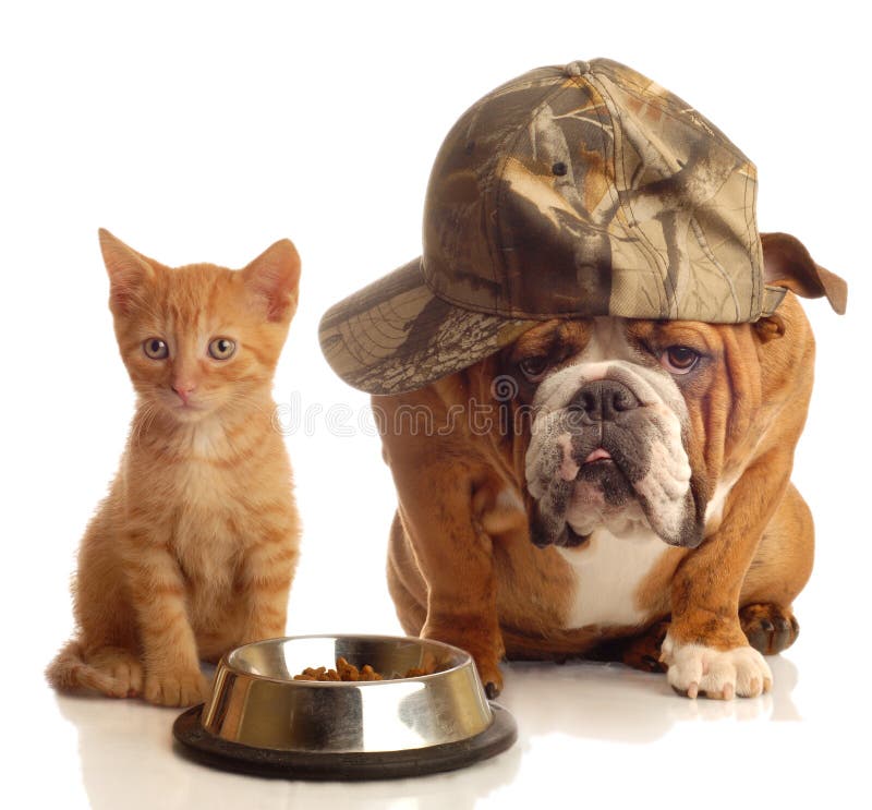 Dog and cat at food dish