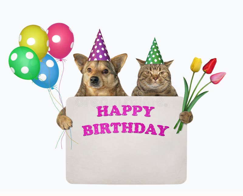 2,464 Cat Birthday Party Photos Free & RoyaltyFree Stock Photos from