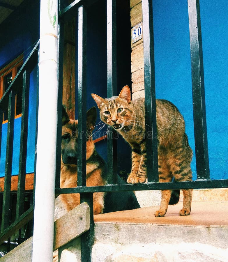 505 Cat Dog Playing House Stock Photos Free & RoyaltyFree Stock Photos from Dreamstime