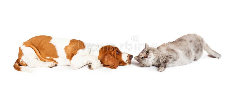 Funny photo of a Basset Hound dog and a grey color cat laying down facing each other. Image sized to fit a popular social media cover image placeholder. Funny photo of a Basset Hound dog and a grey color cat laying down facing each other. Image sized to fit a popular social media cover image placeholder.