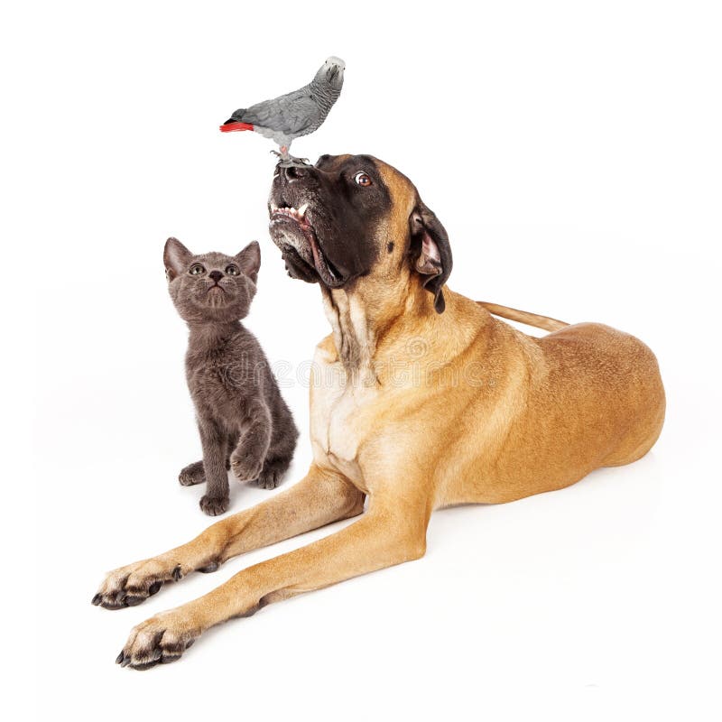 A group of pets including a large English Mastiff dog laying down next to a playful kitten looking up at an African Grey Parrot bird. A group of pets including a large English Mastiff dog laying down next to a playful kitten looking up at an African Grey Parrot bird