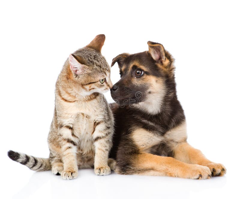 Dog and cat looking at each other. isolated on white background