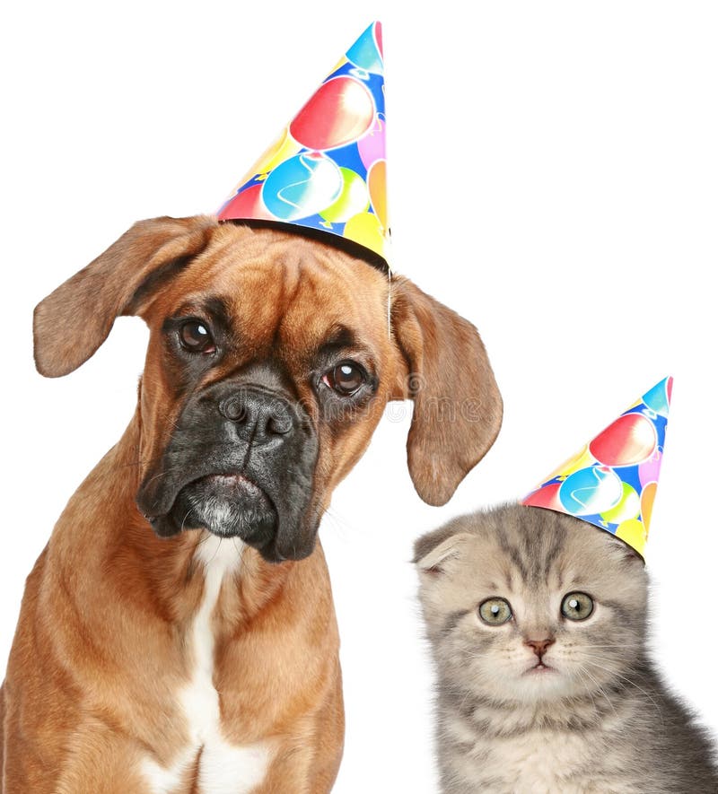 Dog and cat in party cap on white background stock image Dog and cat in party cap on white background stock image