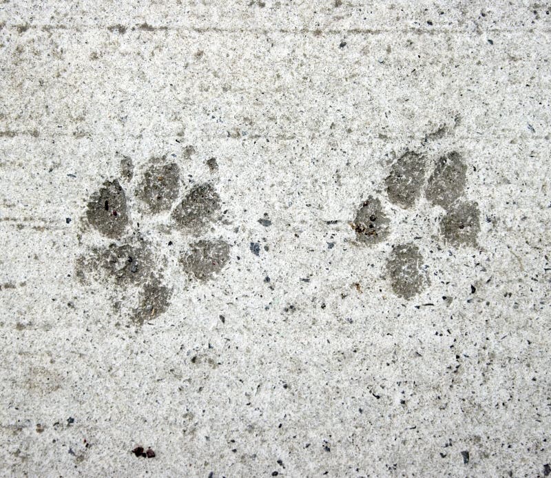 Dog and Cat paw prints stock image. Image of natural - 12043725