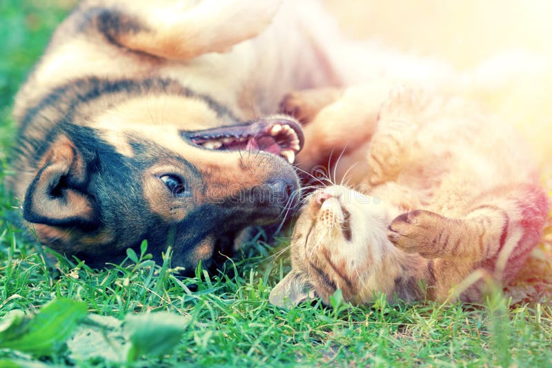 Cane e gatto che giocano insieme sull'erba al tramonto.