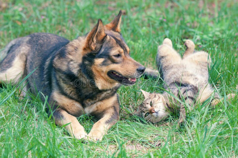 Il cane e il gatto a giocare insieme all'aperto.