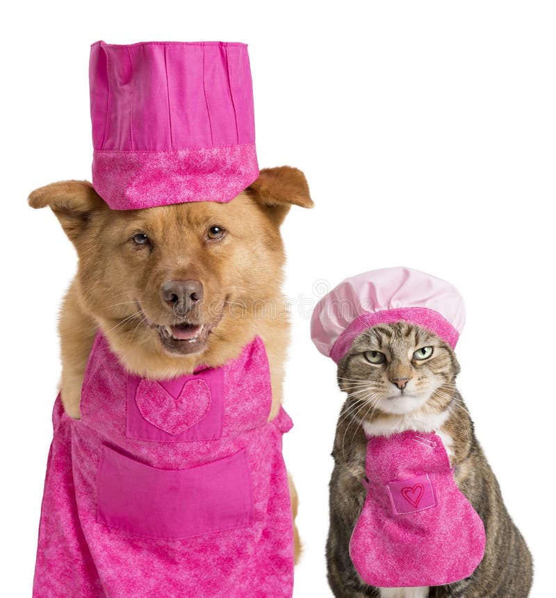 Dog and Cat Ready for Cooking Stock Photo Image of costume, camera