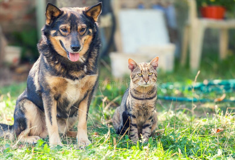 Dog and Cat Sitting Next To Each Other Stock Photo Image of gray
