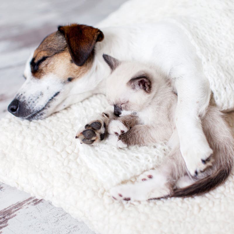 Dog and Cat Sleeping Together Stock Photo Image of breed, puppy